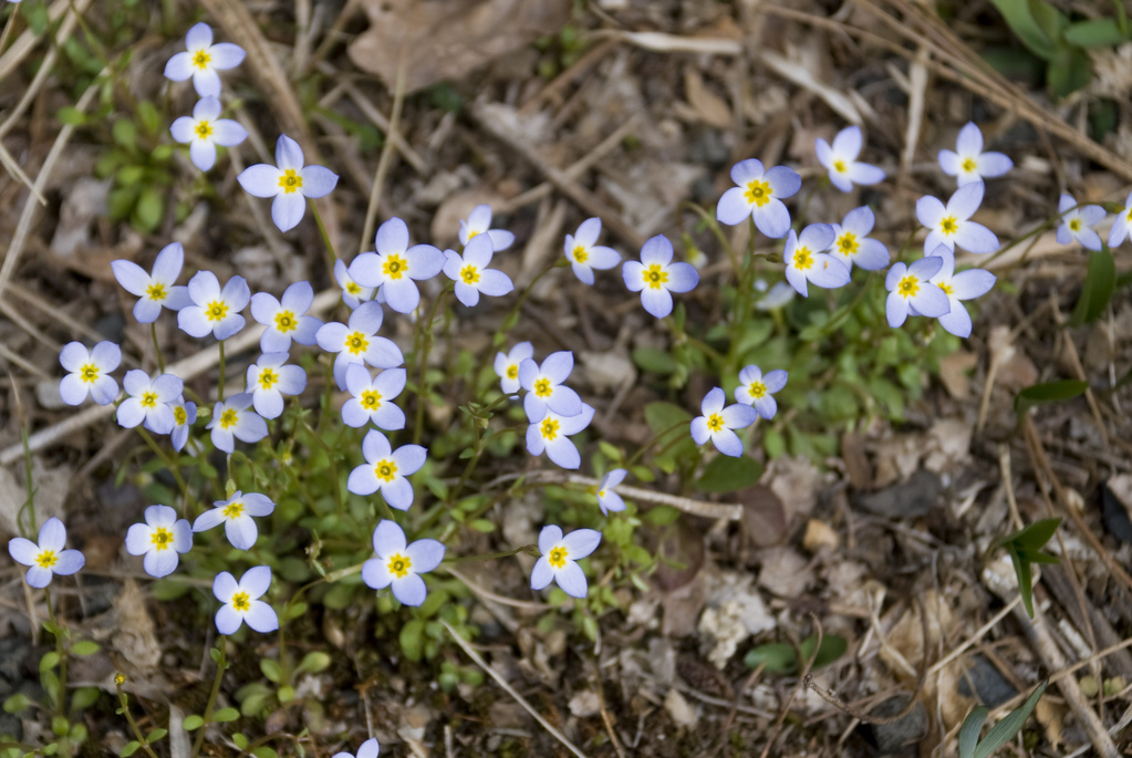 Tiny flowers in the lawn