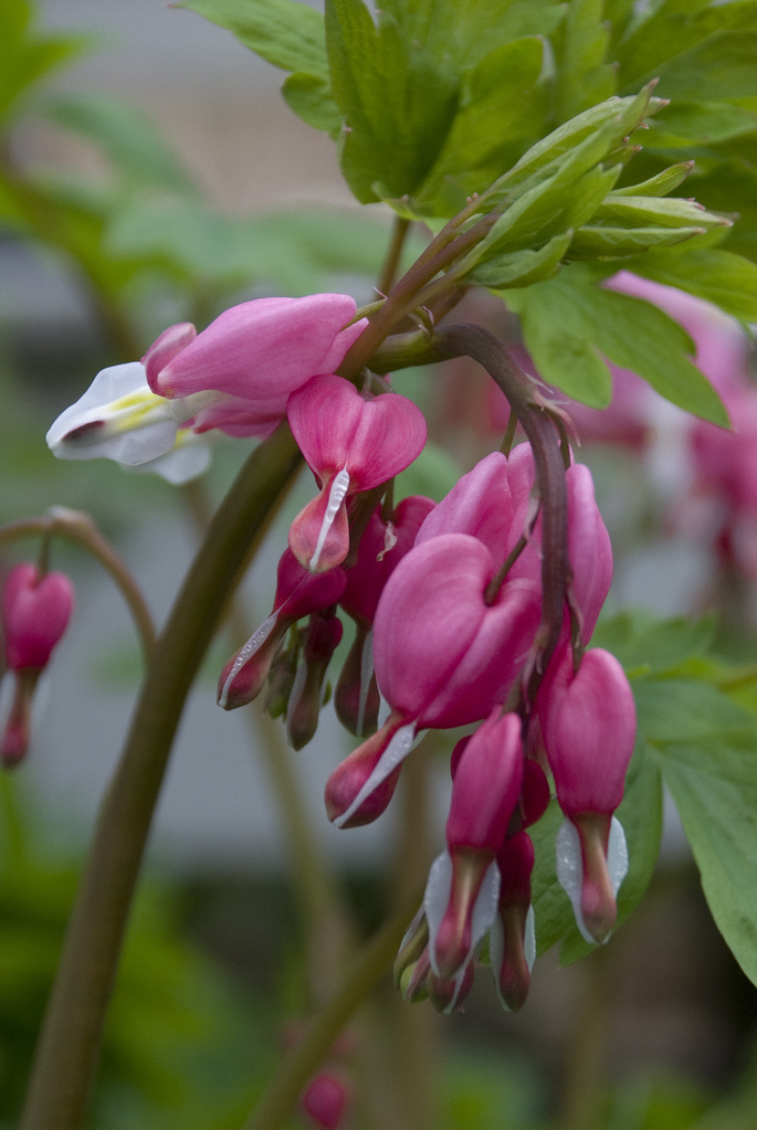 Bleeding heart Bleeding heart