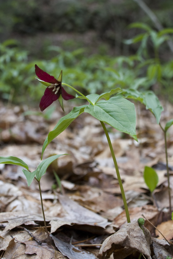 Wild flower Wild flower