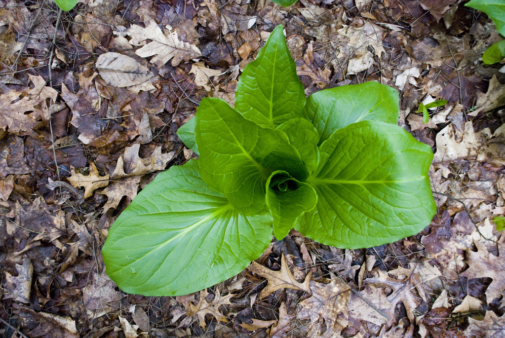 Green Green