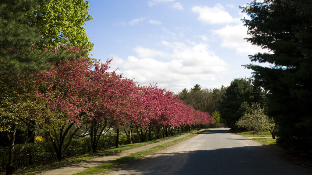 Blossoms
