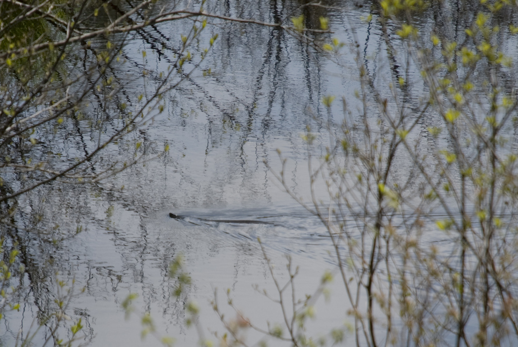 Water snake Water snake