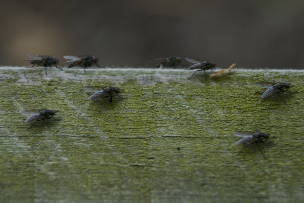 Flies