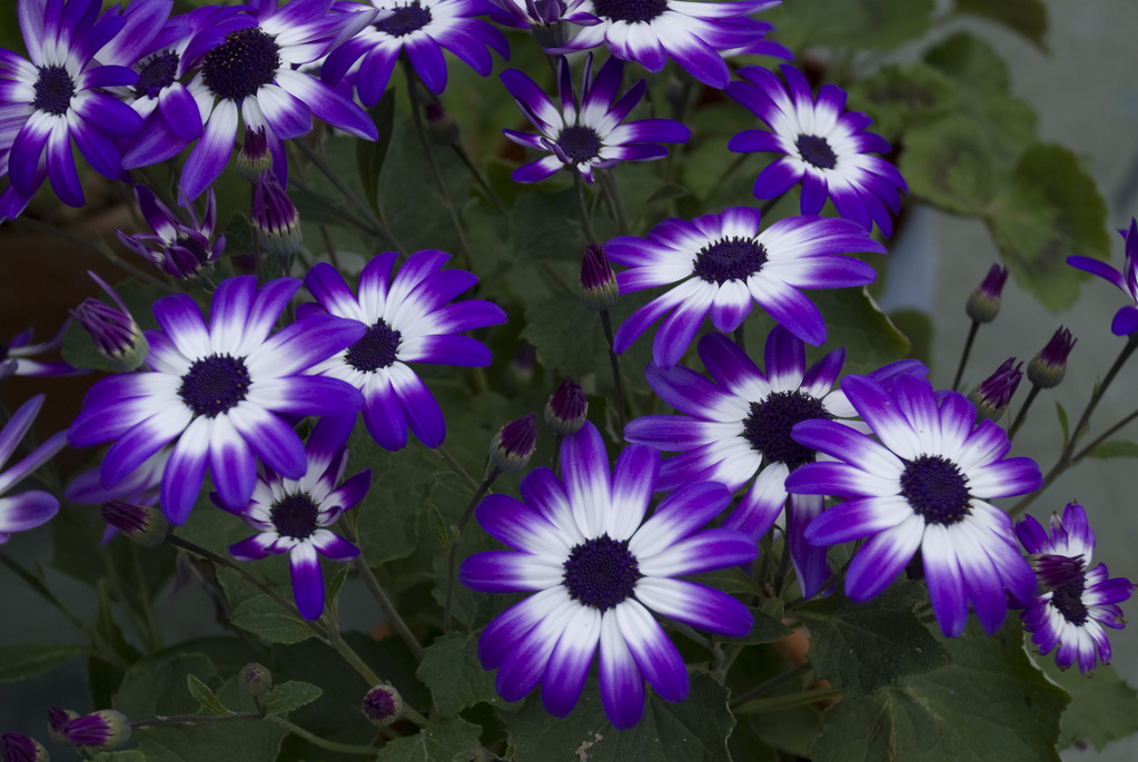 Purple daisies