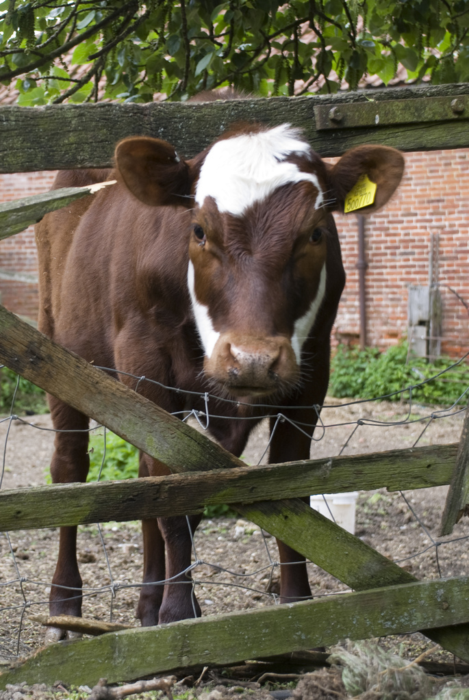 Cow