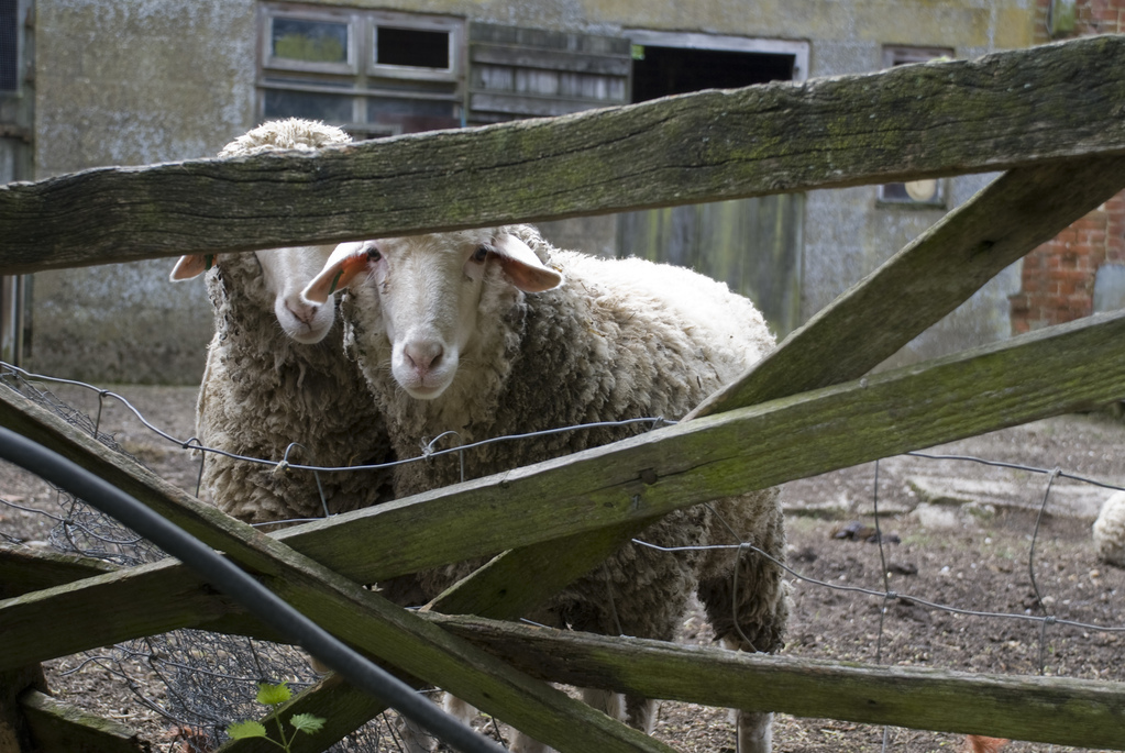 Sheep