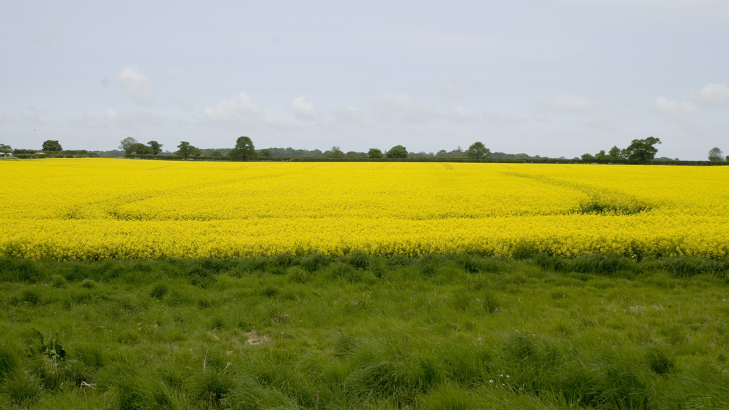 Rapeseed field