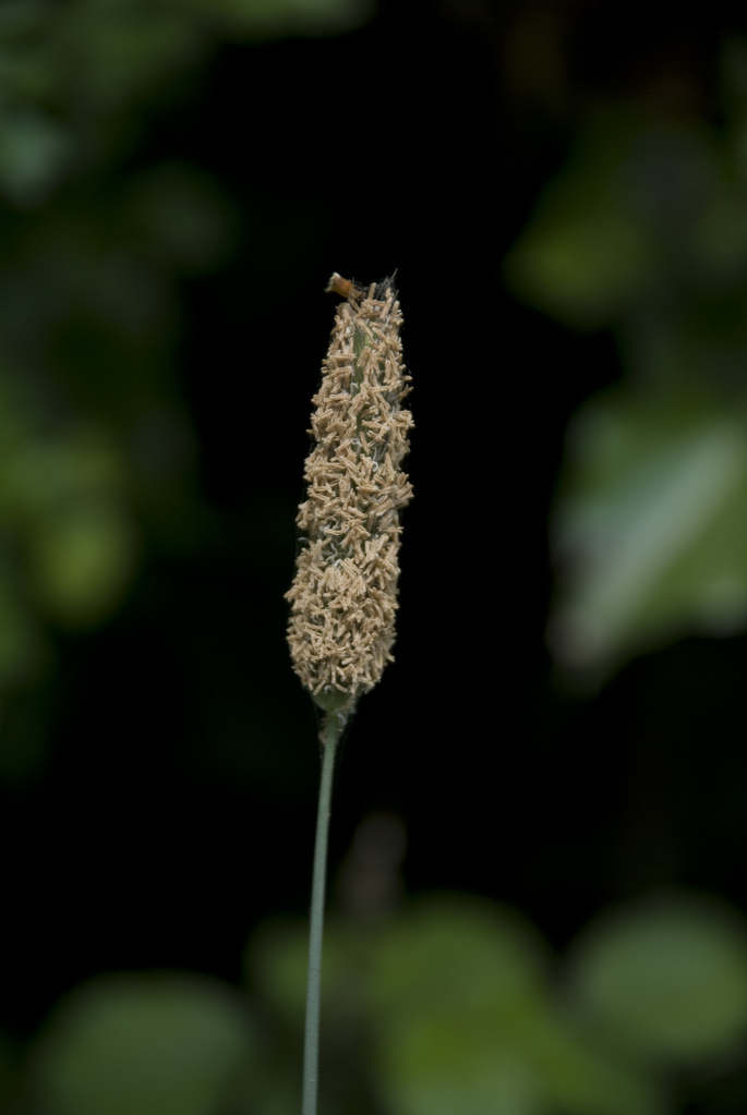 Grass