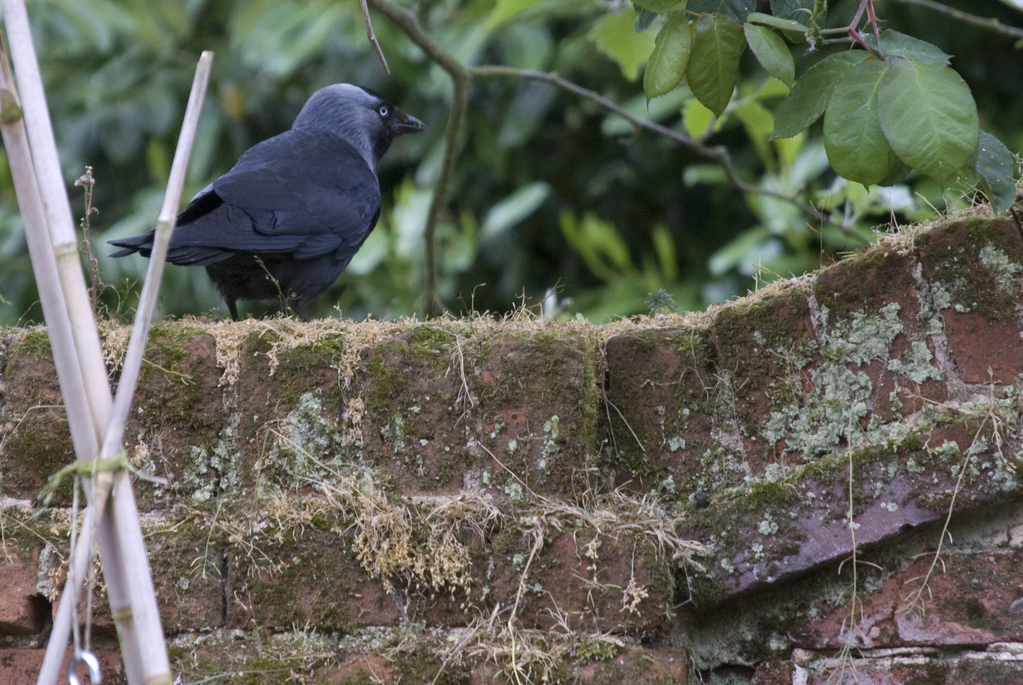 Black bird