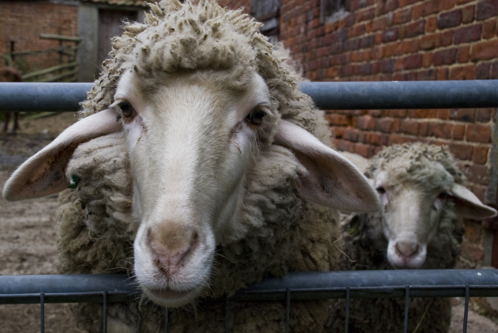 Sheep