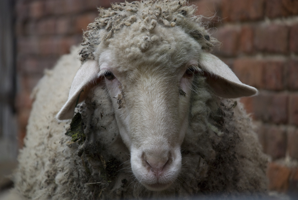 Sheep