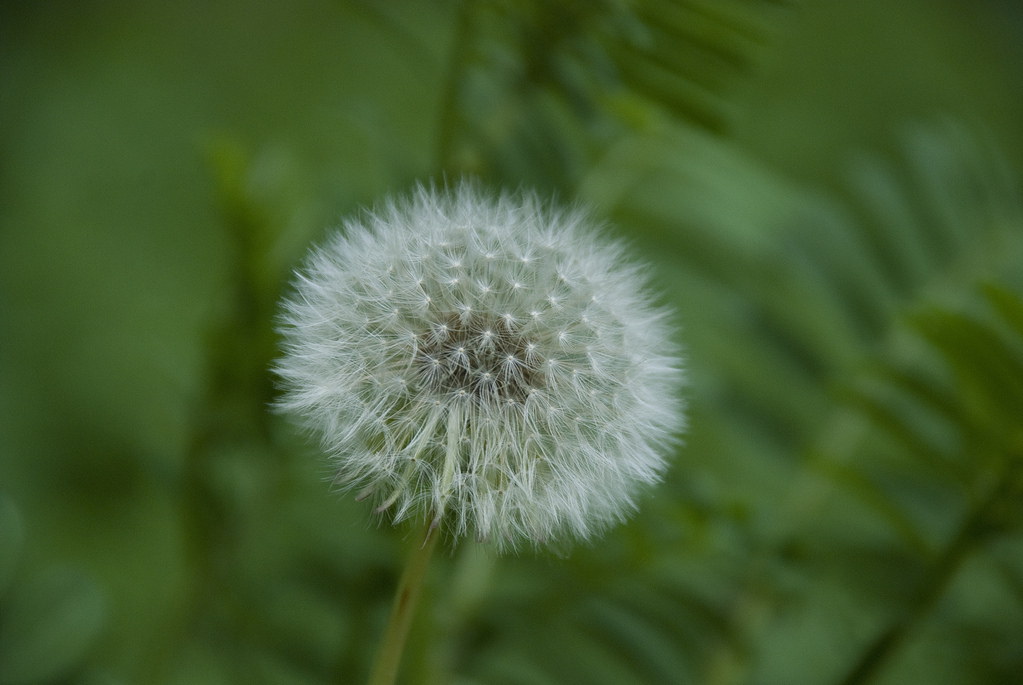 Dandelion Dandelion