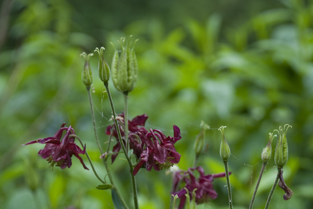 Columbine Columbine