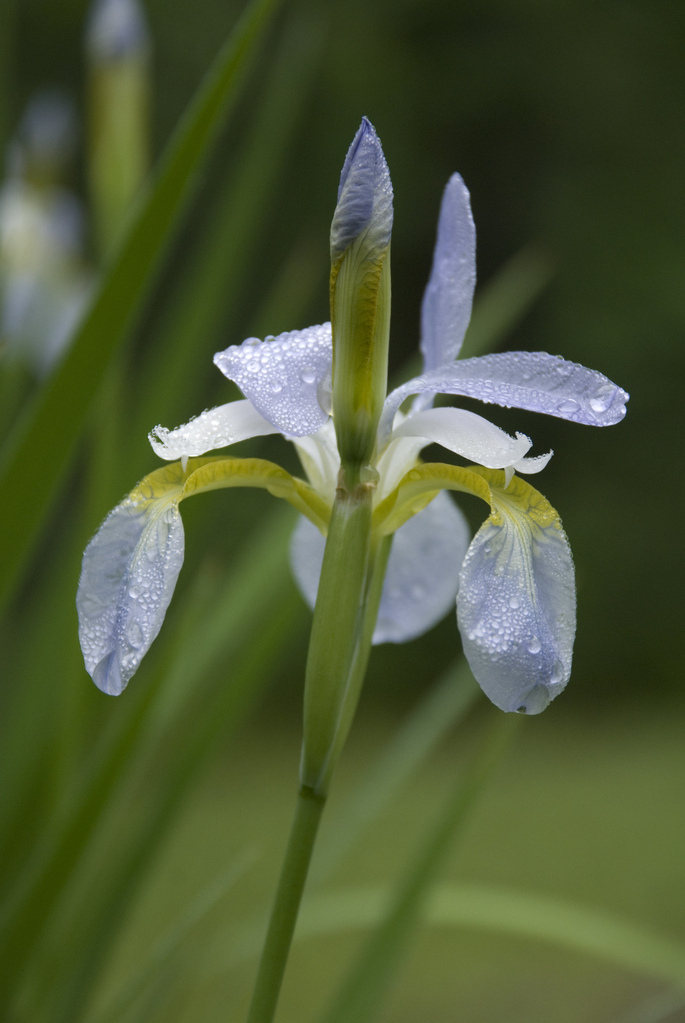 Iris Iris