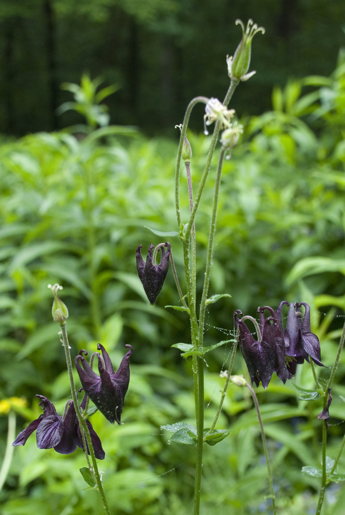 Columbine