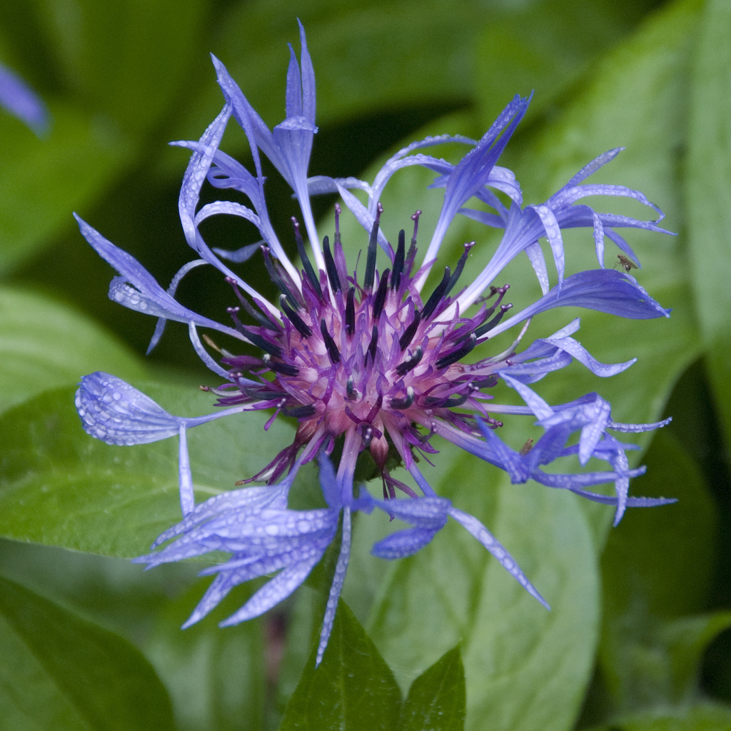 Centaurea Centaurea