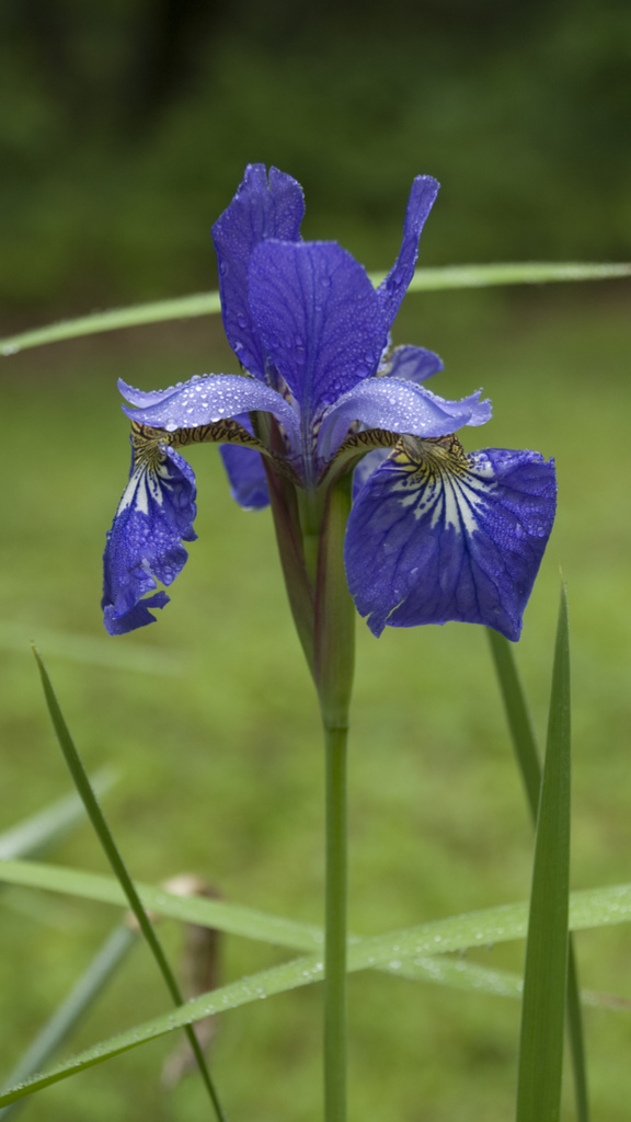 Iris