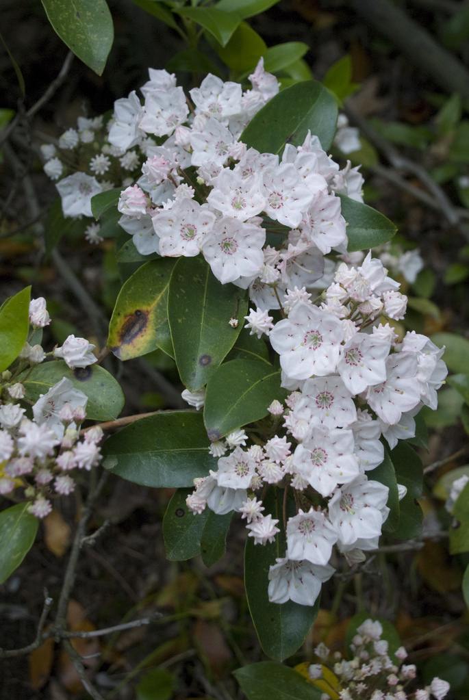 Mountain Laurel