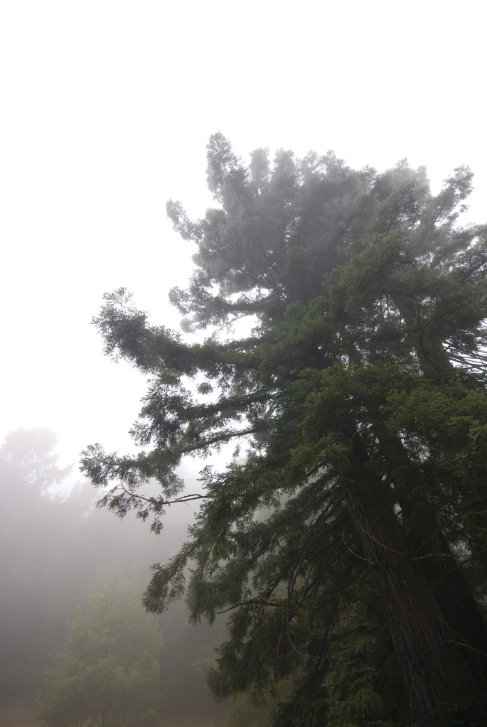 Foggy redwood