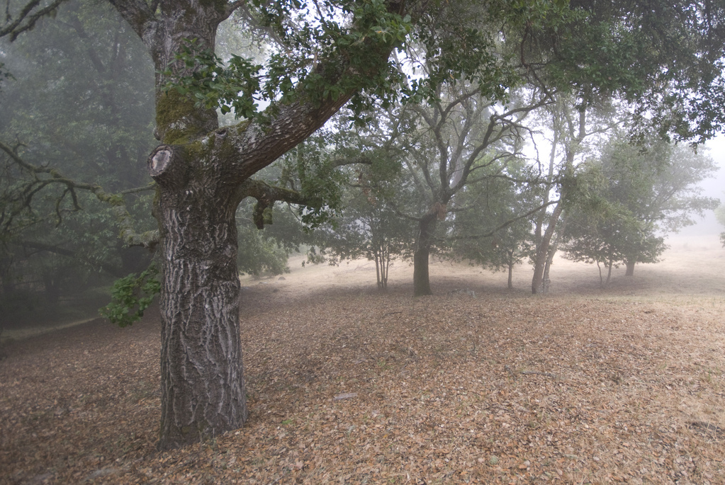 Foggy morning