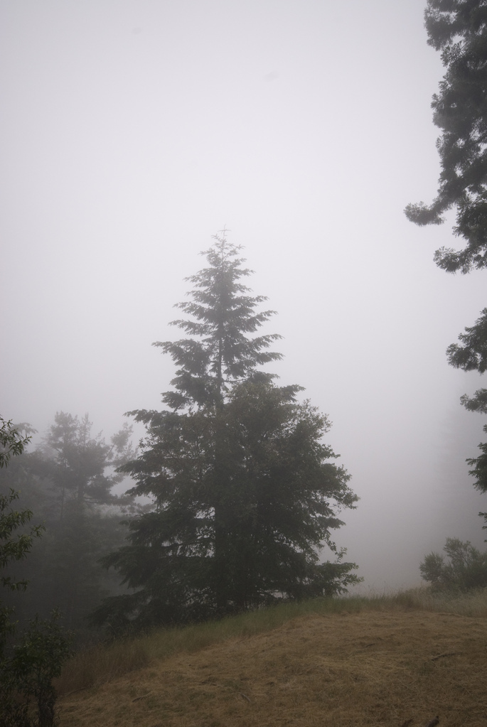 Foggy redwood