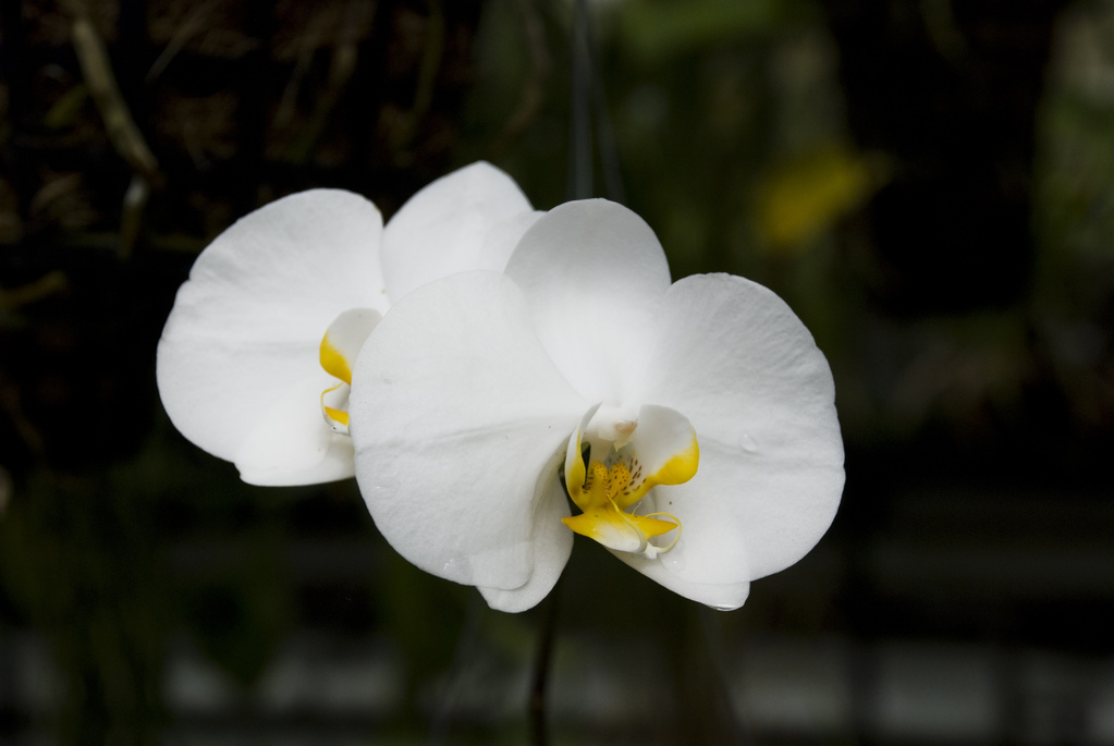 Orchids Orchids