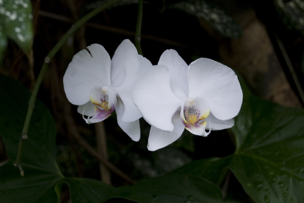 Orchids Orchids