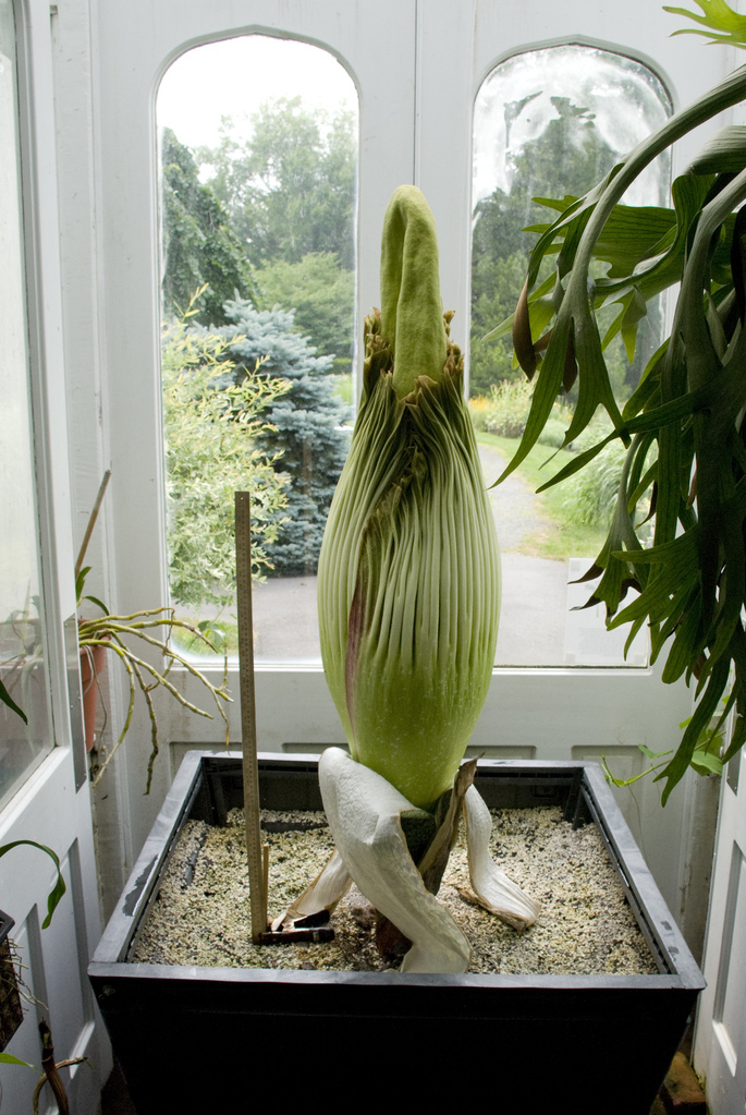 Titan Arum Titan Arum