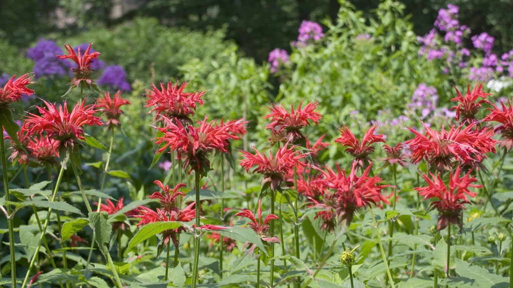 Bee Balm Bee Balm
