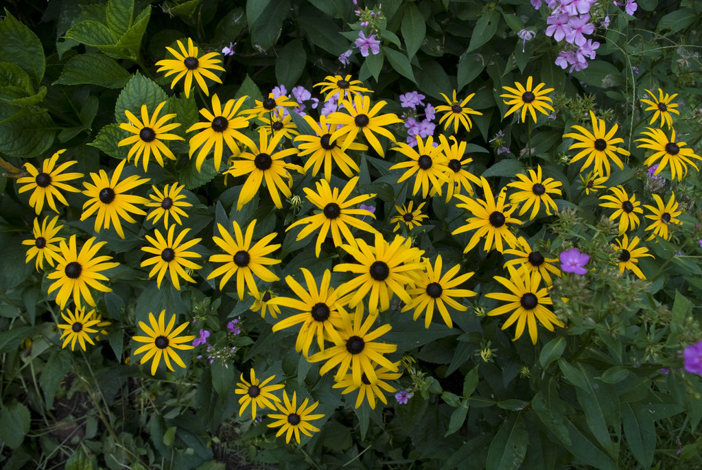 August Rudbeckia