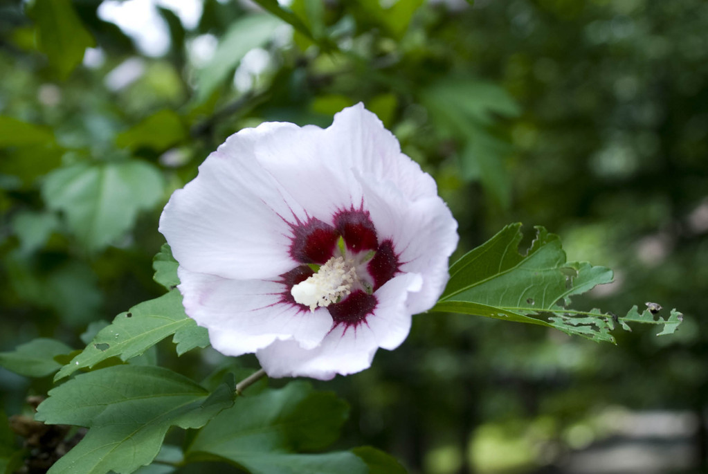 Rose of Sharon