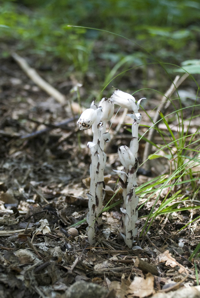 Indian pipes?