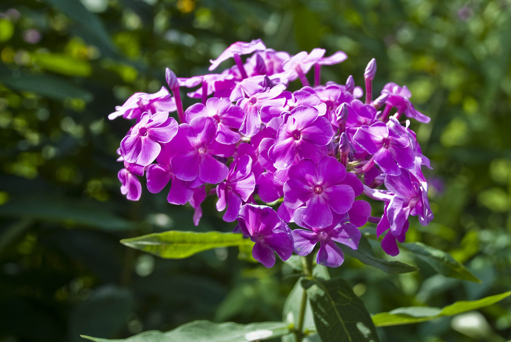 Magenta