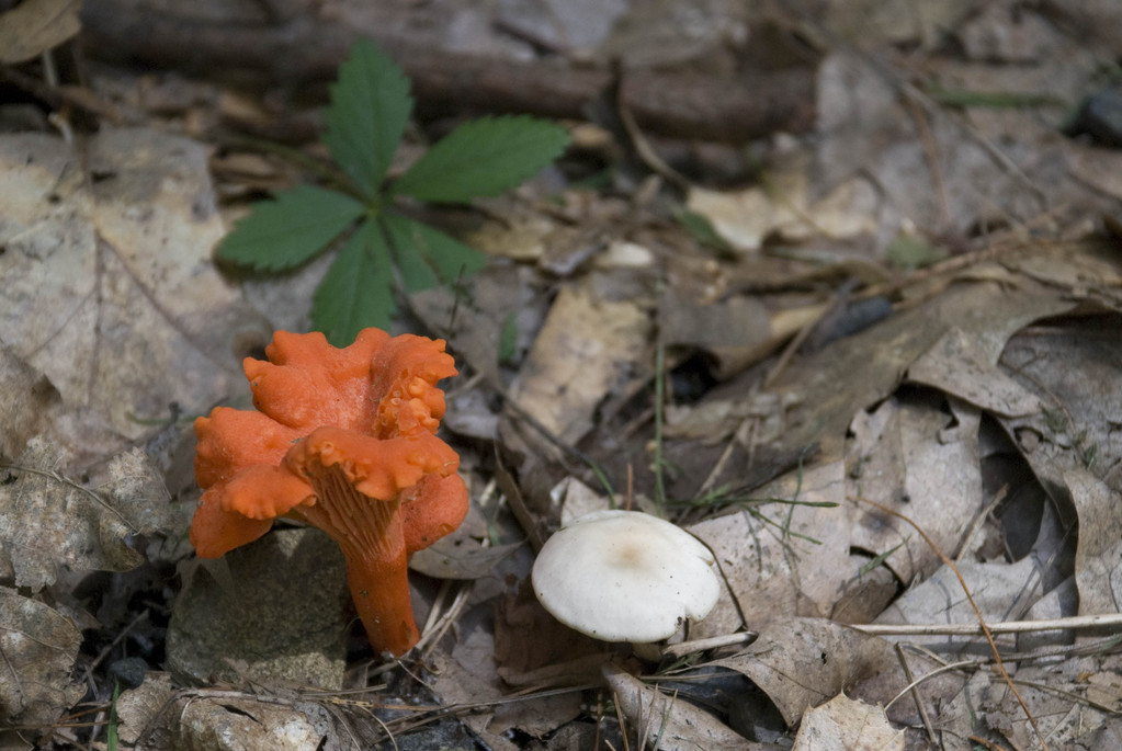 Orange mushroom