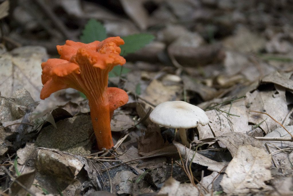 Orange mushroom