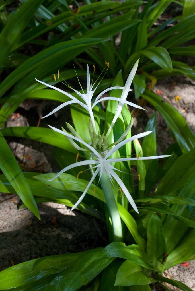 \"Spider\" flowers
