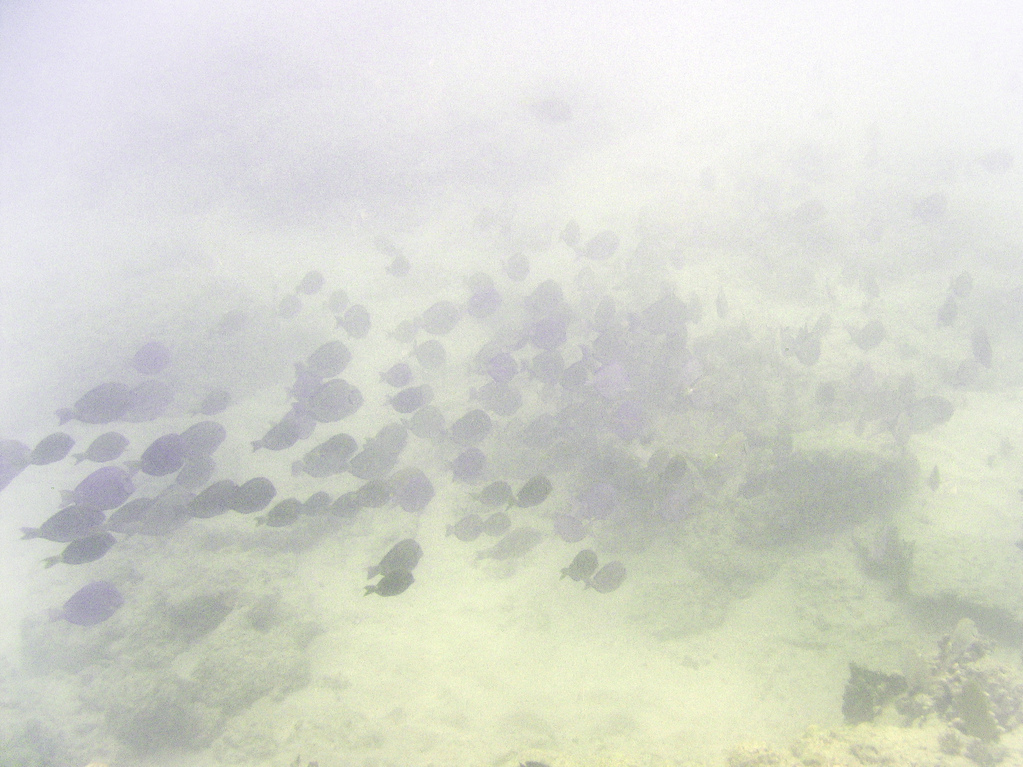 Big school of fish