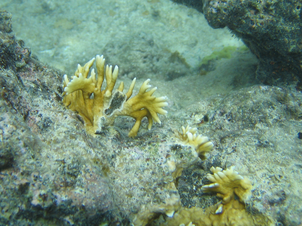 Coral