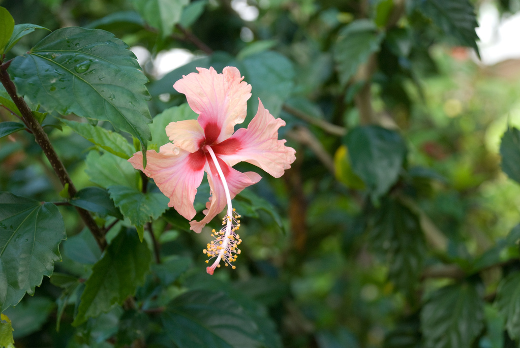 Hibiscus
