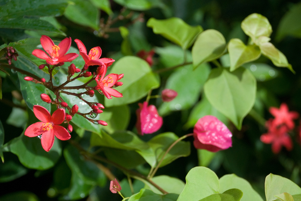 Flowers