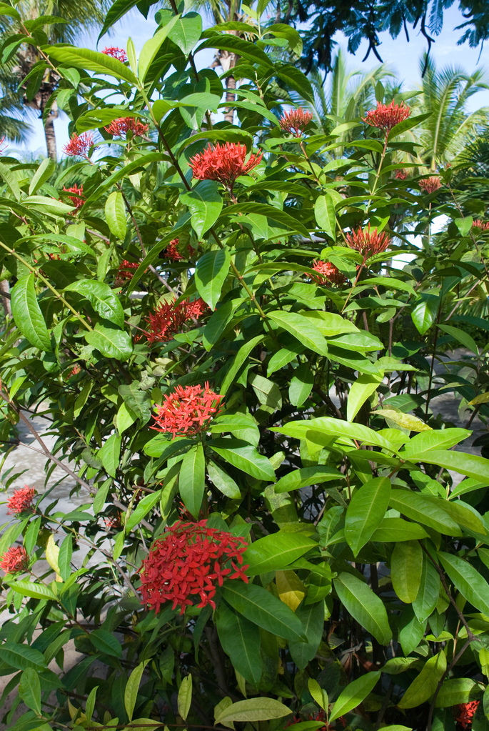 Flowers Flowers