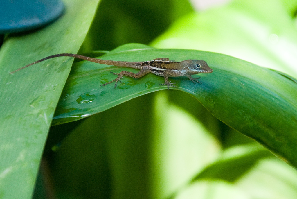 Lizard