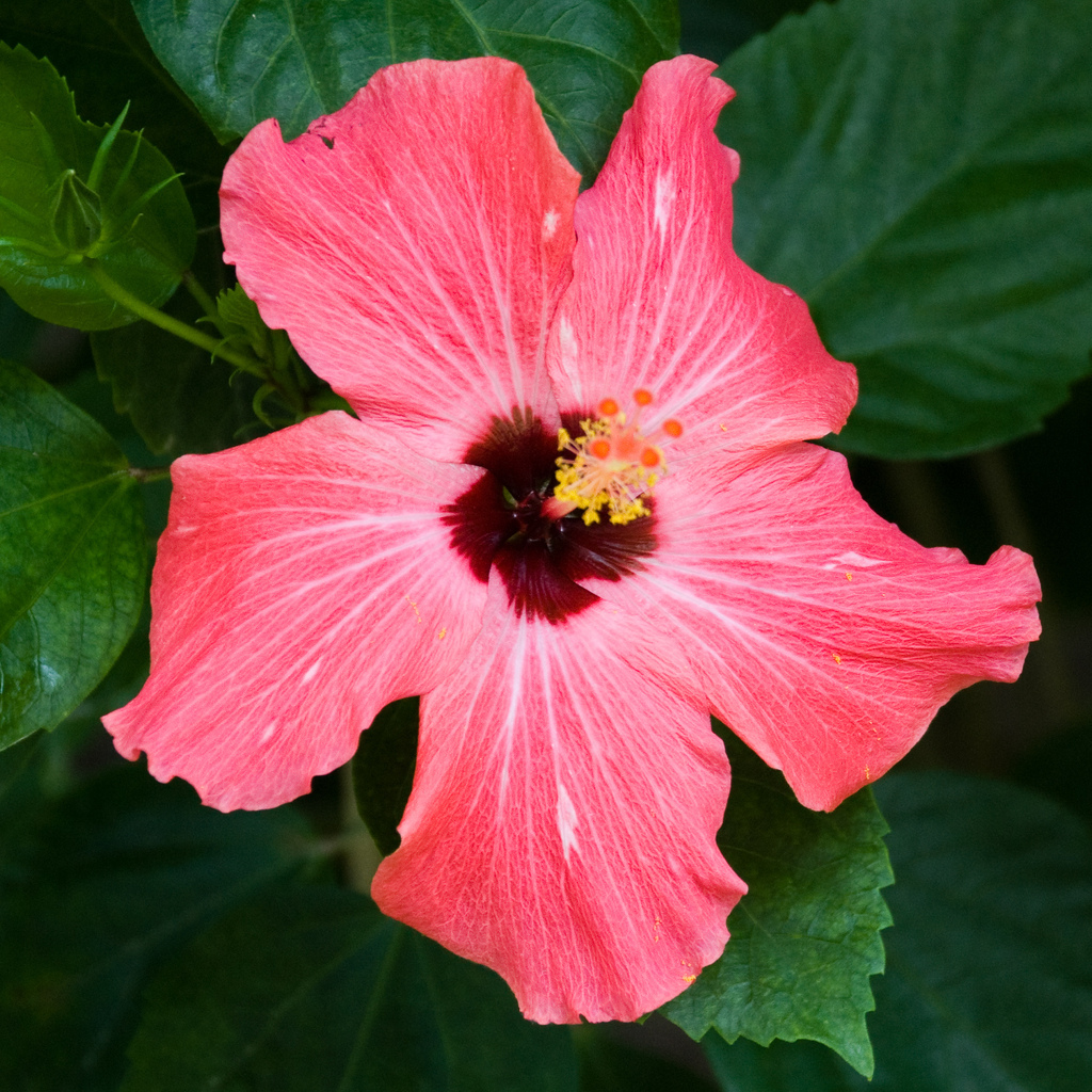 Hibiscus