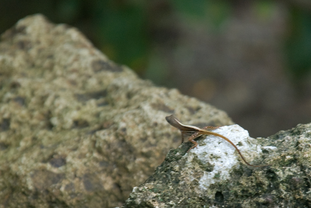 Blurry lizard