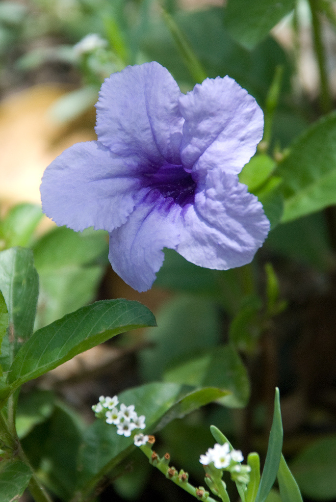 Flowers Flowers