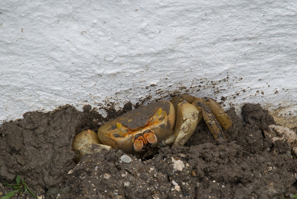 Big crab