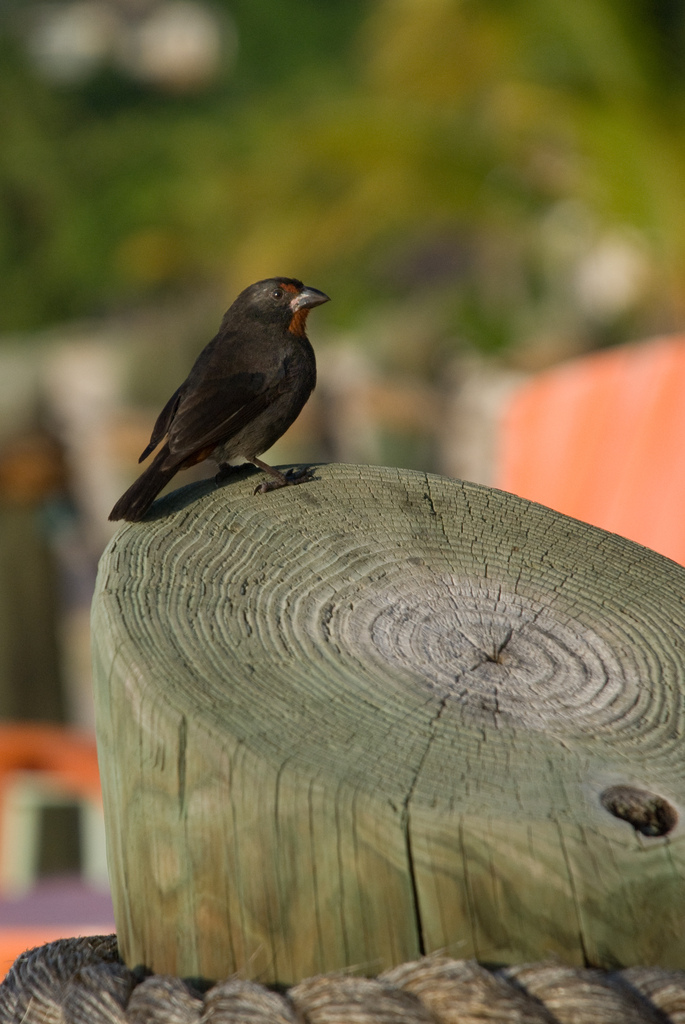 Finch Finch