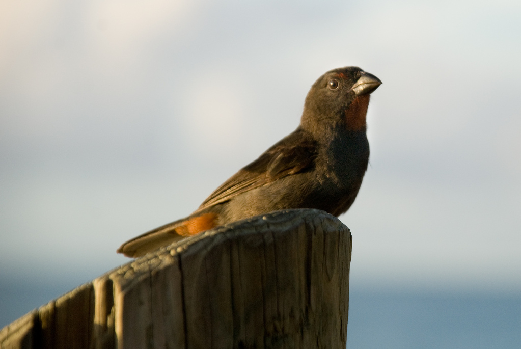 Finch