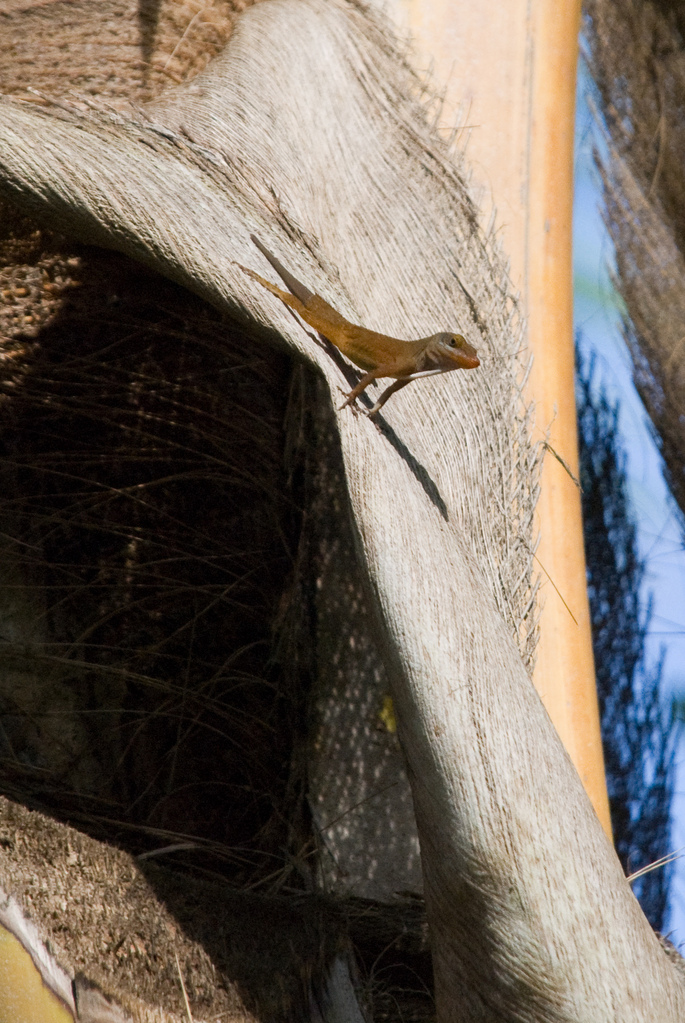 Lizard Lizard