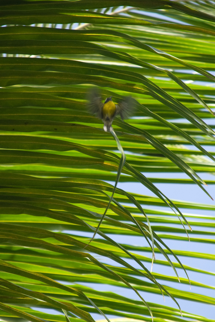Little yellow bird flying away Little yellow bird flying away